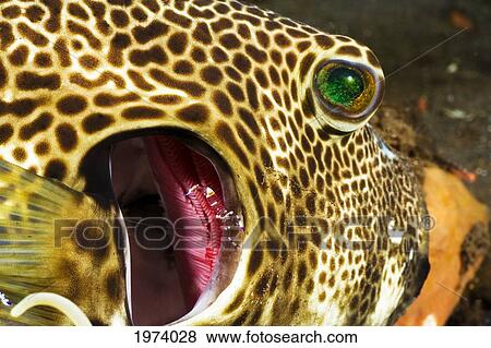 Indonesia, Shrimp (Periclemenes Venustus) Resting On Pufferfish (Arothron Stellatus); Bali View Large Photo Image Stock Photo - Indonesia, Shrimp (Periclemenes Venustus) Resting On Pufferfish (Arothron Stellatus); Bali. Fotosearch