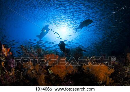 Stock Photography - Indonesia, Silhouette of diver near reef; Komodo. Fotosearch
