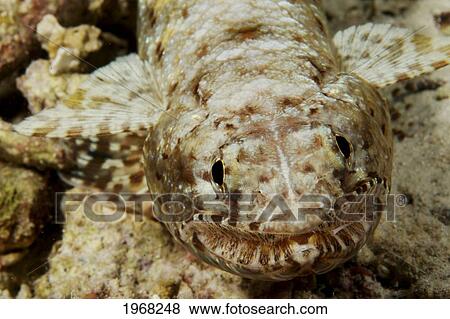 Indonesia, Slender Lizardfish (Saurida Gracillis) Close-Up View Large Photo Image Stock Photo - Indonesia, Slender Lizardfish (Saurida Gracillis) Close-Up. Fotosearch