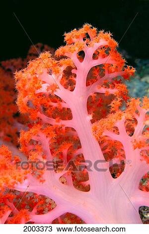 Indonesia, Soft Coral Detail Pink Stem With Bright Orange Polyps View Large Photo Image Stock Image - Indonesia, Soft Coral Detail Pink Stem With Bright Orange Polyps. Fotosearch