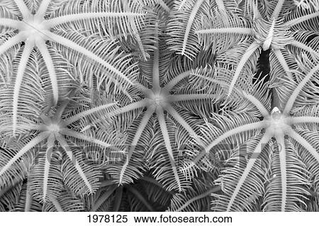 Indonesia, Soft Coral Polyp, Detail And Texture (Black And White Photograph). View Large Photo Image Stock Photography - Indonesia, Soft Coral Polyp, Detail And Texture (Black And White Photograph).. Fotosearch