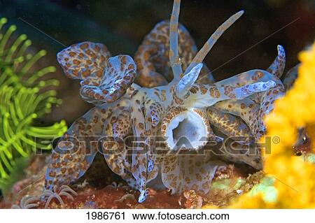 Stock Image - Indonesia, Solar powered Nudibranch (Phyllodesmium Longicirrum) large at 8 inches; Komodo. Fotosearch