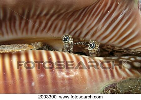 Indonesia, Spider Shell (Strombus Sp? ) Eye Stalk Detail, Peeking View Large Photo Image Stock Image - Indonesia, Spider Shell (Strombus Sp? ) Eye Stalk Detail, Peeking. Fotosearch