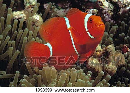 Stock Photo - Indonesia, Spine Cheek Anemone Fish (Premnas Biaculeatus) B1960. Fotosearch
