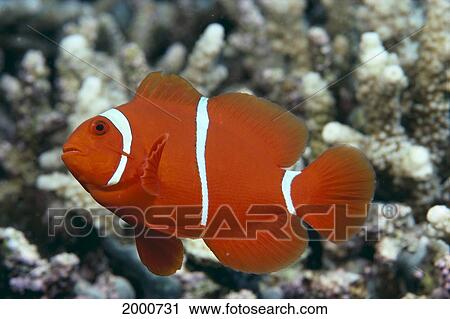 Indonesia, Spinecheek Clownfish (Premnas Biaculeatus) Side View View Large Photo Image Stock Image - Indonesia, Spinecheek Clownfish (Premnas Biaculeatus) Side View. Fotosearch