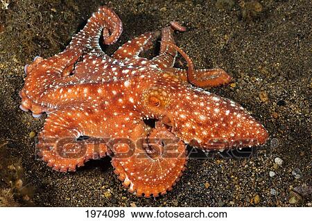 Stock Photo - Indonesia, Starry Night Octopus (Octopus Luteus) Tentacles Curled Over Sandy Seafloor; Komodo. Fotosearch