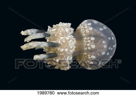 Indonesia, Stinging Jellyfish (Mastigias Papua) Floating In A Dark Ocean View Large Photo Image Stock Image - Indonesia, Stinging Jellyfish (Mastigias Papua) Floating In A Dark Ocean. Fotosearch