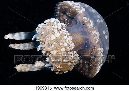 Stock Photography - Indonesia, Stinging Jellyfish (Mastigias Papua) Floating In A Dark Ocean. Fotosearch
