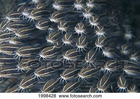 Stock Photo - Indonesia, Striped Eel Catfish (Plotosus Lineatus) School Look To Camera B1955. Fotosearch