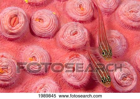 Stock Photography - Indonesia, Striped Triplefin (Helcogramma Striatum) On Pink Tubastraea Coral.. Fotosearch