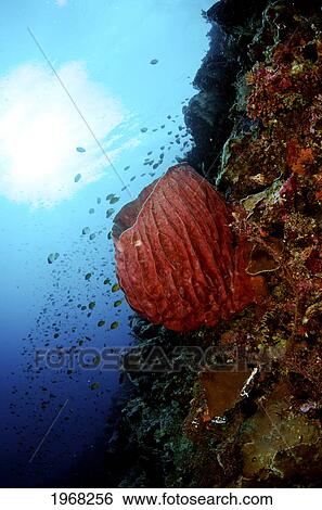 Stock Photograph - Indonesia, Sulawesi, Barrel Sponge, Underwater Scene.. Fotosearch