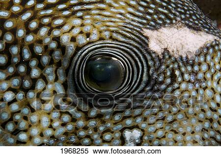 Stock Photography - Indonesia, Sulawesi, Blue Spotted Pufferfish (Arothron Caesuleopunctatus). Fotosearch