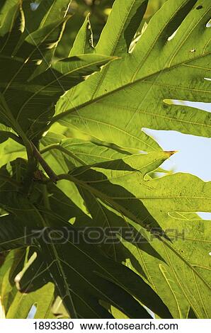 Indonesia, Sulawesi, Breadfruit Tree; Bunaken View Large Photo Image Stock Image - Indonesia, Sulawesi, Breadfruit Tree; Bunaken. Fotosearch