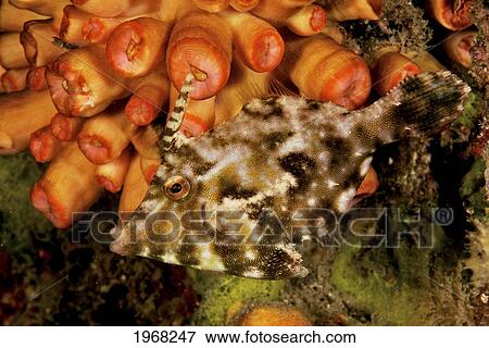 Stock Photo - Indonesia, Sulawesi, Bristle-Tailed Filefish ( Acreichthys Tomentosus).. Fotosearch
