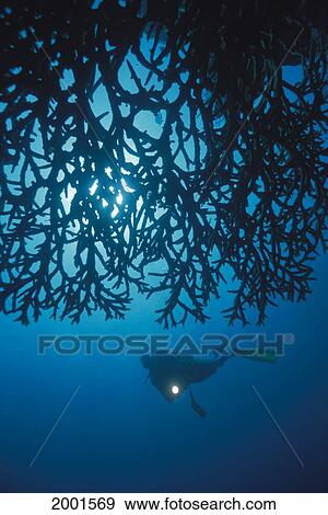 Indonesia, Sulawesi, Coral Reef And Diver Silhouette Background Sunburst Blue Ocean Person Flashlight View Large Photo Image Stock Photo - Indonesia, Sulawesi, Coral Reef And Diver Silhouette Background Sunburst Blue Ocean Person Flashlight. Fotosearch