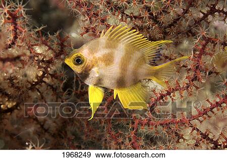 Stock Photo - Indonesia, Sulawesi, Golden Damselfish (Amblyglyphidodon Aureus) Hides In Fan Coral.. Fotosearch