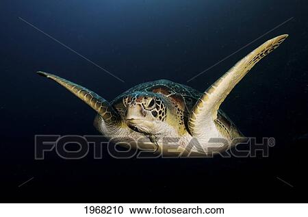 Stock Image - Indonesia, Sulawesi, Green Sea Turtle (Chelonia Mydas) An Endangered Species.. Fotosearch