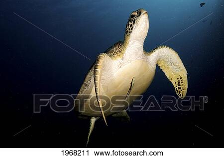 Stock Image - Indonesia, Sulawesi, Green Sea Turtle (Chelonia Mydas) An Endangered Species.. Fotosearch