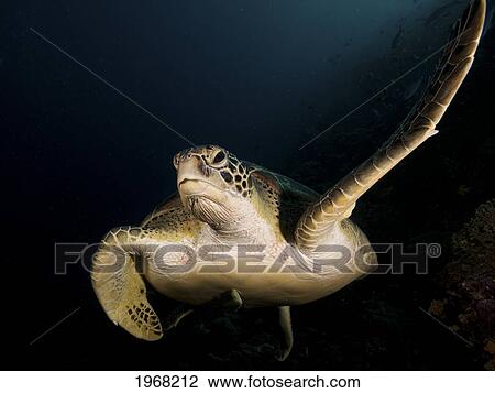 Indonesia, Sulawesi, Green Sea Turtle (Chelonia Mydas) An Endangered Species. View Large Photo Image Stock Image - Indonesia, Sulawesi, Green Sea Turtle (Chelonia Mydas) An Endangered Species.. Fotosearch