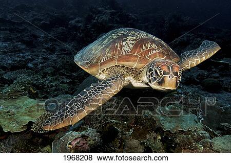 Indonesia, Sulawesi, Green Sea Turtle (Chelonia Mydas) An Endangered Species. View Large Photo Image Stock Photo - Indonesia, Sulawesi, Green Sea Turtle (Chelonia Mydas) An Endangered Species.. Fotosearch
