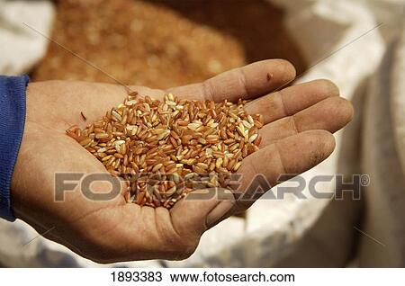 Stock Image - Indonesia, Sulawesi, Hand holding red Rice at Rantepao Market; Tana Toraja. Fotosearch