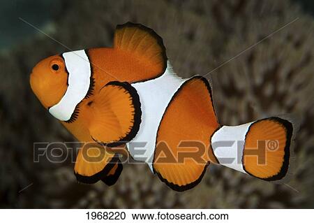 Stock Image - Indonesia, Sulawesi, Hoga Buoy, False Clownfish (Amphiprion Ocellaris).. Fotosearch