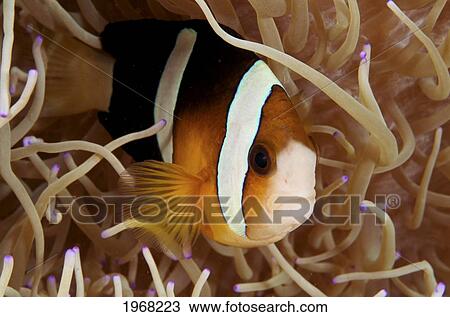 Stock Image - Indonesia, Sulawesi, Hoga Buoy, False Clownfish (Amphiprion Ocellaris).. Fotosearch