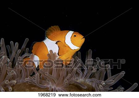 Stock Photo - Indonesia, Sulawesi, Hoga Buoy, False Clownfish (Amphiprion Ocellaris).. Fotosearch