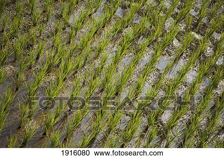 Stock Image - Indonesia, Sulawesi Island, Rice Paddy; Tana Toraja Regency. Fotosearch