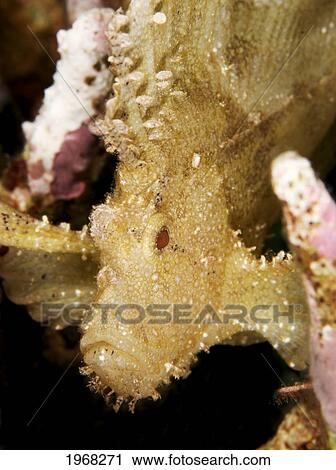 Indonesia, Sulawesi, Leaf Scorpionfish (Taenianotus Tricanthus) Close-Up Detail Of Head. View Large Photo Image Stock Image - Indonesia, Sulawesi, Leaf Scorpionfish (Taenianotus Tricanthus) Close-Up Detail Of Head.. Fotosearch
