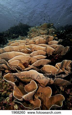 Stock Image - Indonesia, Sulawesi, Lettuce Corals.. Fotosearch