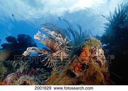 Indonesia, Sulawesi, Lionfish Near Coral Reef (Pterois Volitans) Blue Ocean View Large Photo Image Stock Photo - Indonesia, Sulawesi, Lionfish Near Coral Reef (Pterois Volitans) Blue Ocean. Fotosearch