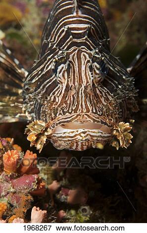 Stock Photo - Indonesia, Sulawesi, Lionfish (Pterois Volitans) Rest Peacefully On The Reef.. Fotosearch
