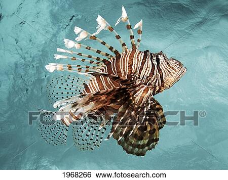 Indonesia, Sulawesi, Lionfish (Pterois Volitans) Floating Peacefully Above The Reef. View Large Photo Image Stock Photograph - Indonesia, Sulawesi, Lionfish (Pterois Volitans) Floating Peacefully Above The Reef.. Fotosearch