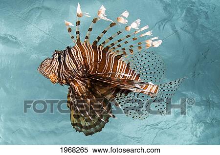 Indonesia, Sulawesi, Lionfish (Pterois Volitans) Floating Peacefully Above The Reef. View Large Photo Image Stock Photography - Indonesia, Sulawesi, Lionfish (Pterois Volitans) Floating Peacefully Above The Reef.. Fotosearch