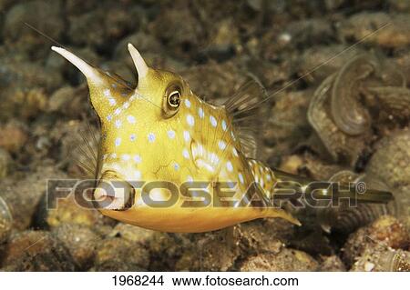 Indonesia, Sulawesi, Long Horn Cowfish (Lactoria Comuta) View Large Photo Image Picture - Indonesia, Sulawesi, Long Horn Cowfish (Lactoria Comuta). Fotosearch