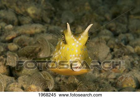 Indonesia, Sulawesi, Long Horn Cowfish (Lactoria Comuta) View Large Photo Image Stock Photography - Indonesia, Sulawesi, Long Horn Cowfish (Lactoria Comuta). Fotosearch