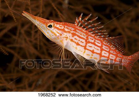 Stock Image - Indonesia, Sulawesi, Longnose Hawkfish (Oxycirrhites Typus).. Fotosearch