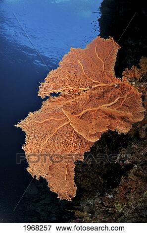 Stock Photo - Indonesia, Sulawesi, Sea Fan Coral, Underwater Scene.. Fotosearch
