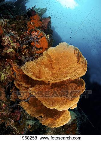 Indonesia, Sulawesi, Sea Fan Coral, Underwater Scene. View Large Photo Image Stock Photo - Indonesia, Sulawesi, Sea Fan Coral, Underwater Scene.. Fotosearch