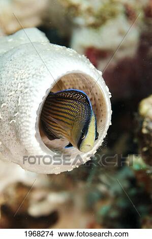 Indonesia, Sulawesi, Splendid Dottyback (Pseudochromis Spendens) View Large Photo Image Picture - Indonesia, Sulawesi, Splendid Dottyback (Pseudochromis Spendens). Fotosearch
