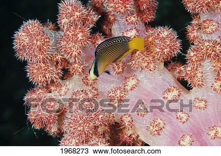 Indonesia, Sulawesi, Splendid Dottyback (Pseudochromis Spendens) View Large Photo Image Stock Image - Indonesia, Sulawesi, Splendid Dottyback (Pseudochromis Spendens). Fotosearch