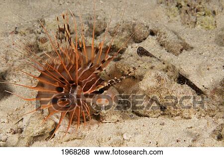Indonesia, Sulawesi, Spotfin Lionfish (Pterois Antennata). View Large Photo Image Stock Photo - Indonesia, Sulawesi, Spotfin Lionfish (Pterois Antennata).. Fotosearch