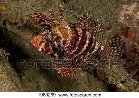 Indonesia, Sulawesi, Wakatobi, Dwarf Lionfish (Dendrochirus Brachypterus) View Large Photo Image Stock Photo - Indonesia, Sulawesi, Wakatobi, Dwarf Lionfish (Dendrochirus Brachypterus). Fotosearch