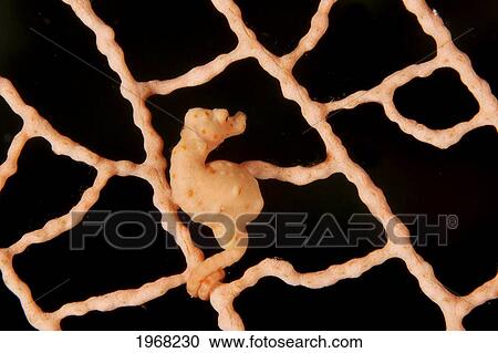 Indonesia, Sulawesi, Wakatobi, Kolla Soha, Denise Pygmy Seahorse (Hippocampus Denise) View Large Photo Image Stock Image - Indonesia, Sulawesi, Wakatobi, Kolla Soha, Denise Pygmy Seahorse (Hippocampus Denise). Fotosearch