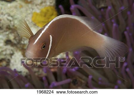 Indonesia, Sulawesi, Wakatobi, Pink Skunk Clownfish (Amphiprion Perideraion). View Large Photo Image Picture - Indonesia, Sulawesi, Wakatobi, Pink Skunk Clownfish (Amphiprion Perideraion).. Fotosearch