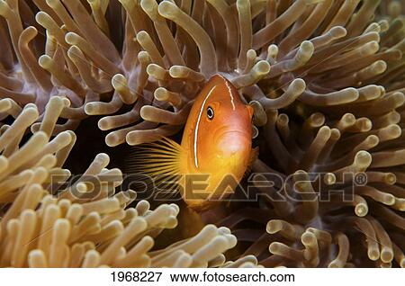 Indonesia, Sulawesi, Wakatobi, Pink Skunk Clownfish (Amphiprion Perideraion). View Large Photo Image Stock Photo - Indonesia, Sulawesi, Wakatobi, Pink Skunk Clownfish (Amphiprion Perideraion).. Fotosearch