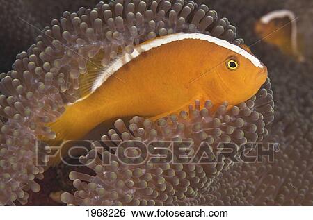 Indonesia, Sulawesi, Wakatobi, Pink Skunk Clownfish (Amphiprion Perideraion). View Large Photo Image Stock Photograph - Indonesia, Sulawesi, Wakatobi, Pink Skunk Clownfish (Amphiprion Perideraion).. Fotosearch