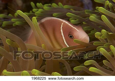 Indonesia, Sulawesi, Wakatobi, Pink Skunk Clownfish (Amphiprion Perideraion). View Large Photo Image Stock Photography - Indonesia, Sulawesi, Wakatobi, Pink Skunk Clownfish (Amphiprion Perideraion).. Fotosearch