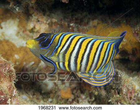 Stock Image - Indonesia, Sulawesi, Wakatobi, Regal Angelfish With Cleaner Wrasse (Pygoplites Diacanthus). Fotosearch